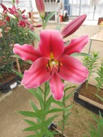 [4438 PO34 Farini No01.JPG]